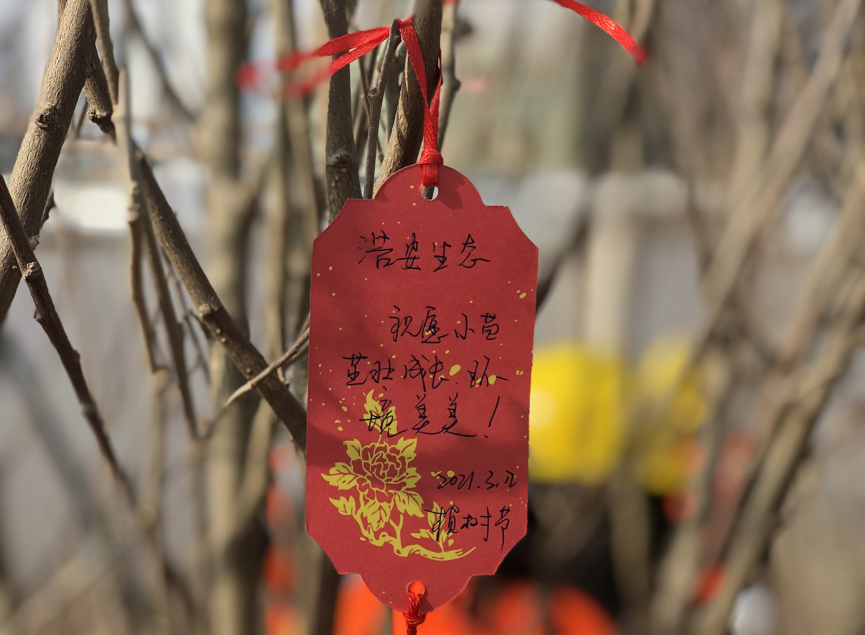 3.12丨浩安生态植树节活动